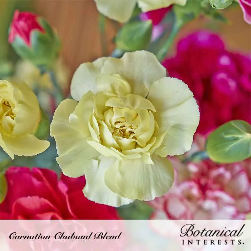 Chabaud Blend Carnation Seeds