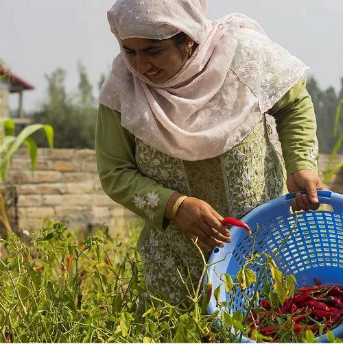 Single Origin Kashmiri Chilli Powder ( Pack of 2)