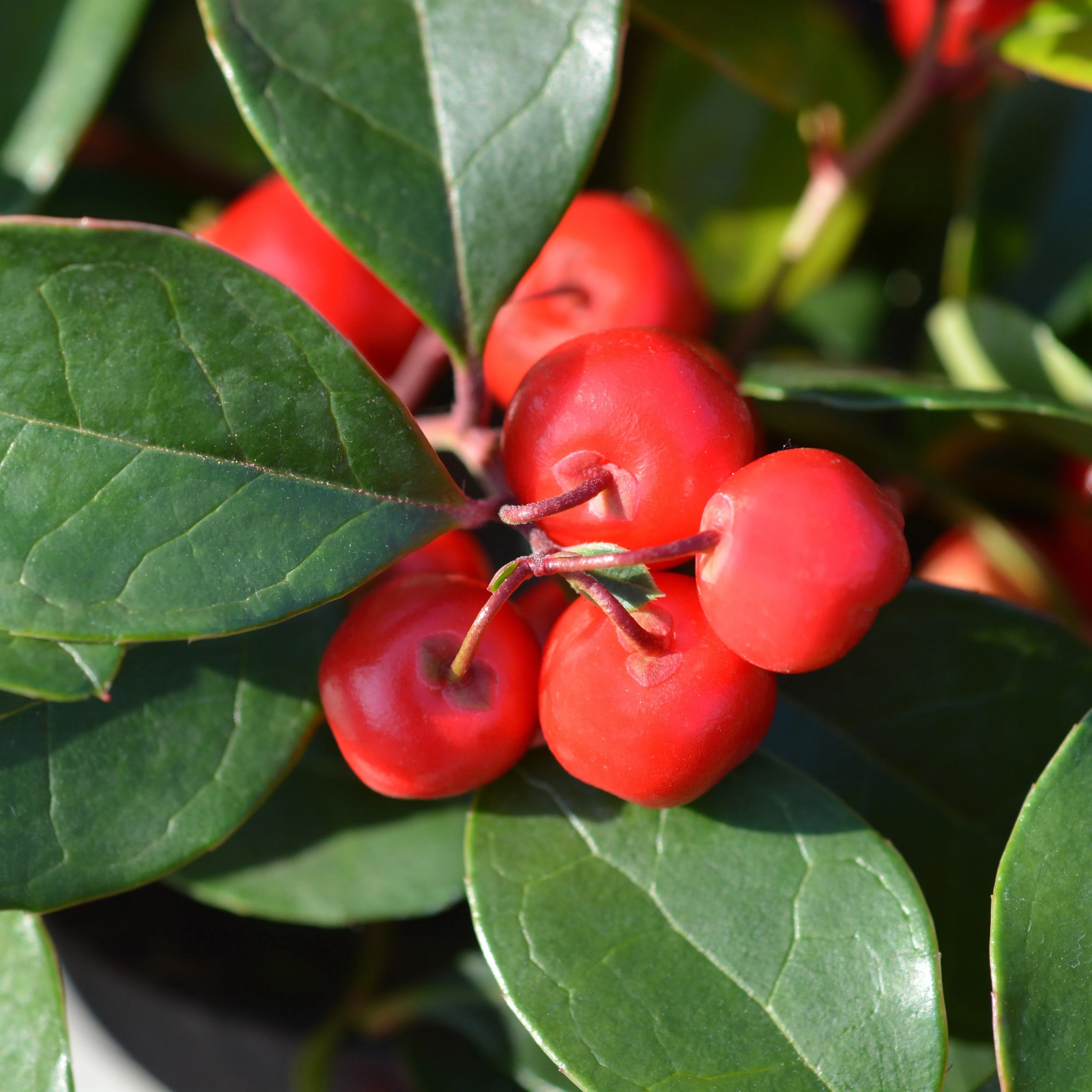 Wintergreen Essential Oil